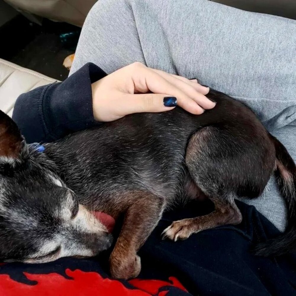 butifulnsweetbb - Pepe Memorial Fundraiser